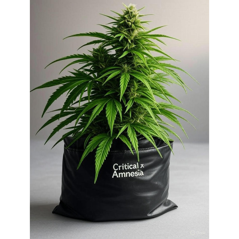Купити насіння коноплі ⫯🍃⫰ Critical x Amnesia ⫯🍃⫰ Магазин